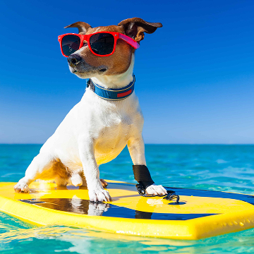 Met je hond op vakantie - 28.797 Appartementen & Vakantiehuizen