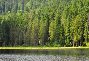 Arber-regio