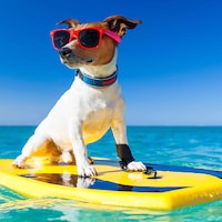Met je hond op vakantie - 24.758 Appartementen & Vakantiehuizen