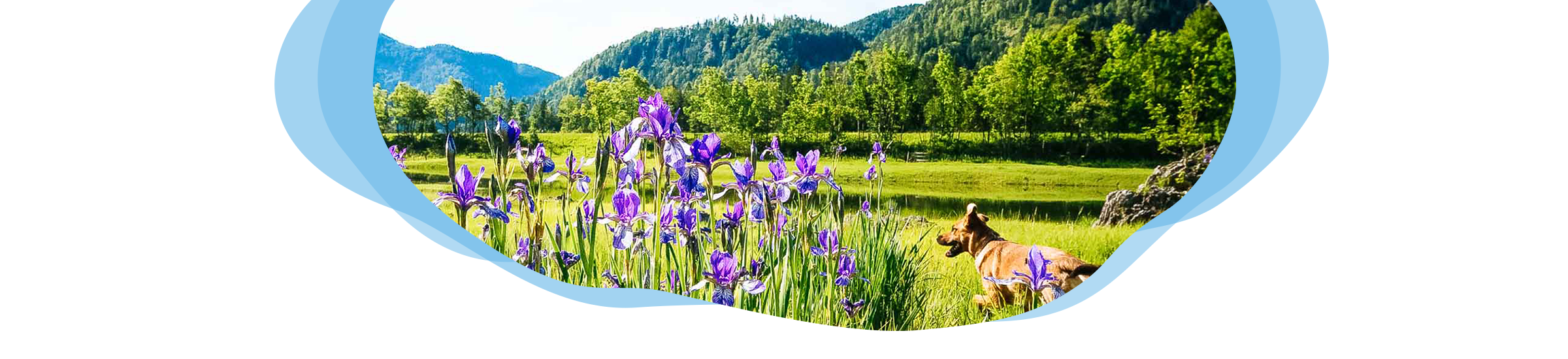 Urlaub mit Hund im Chiemgau Header Bluemenwiese