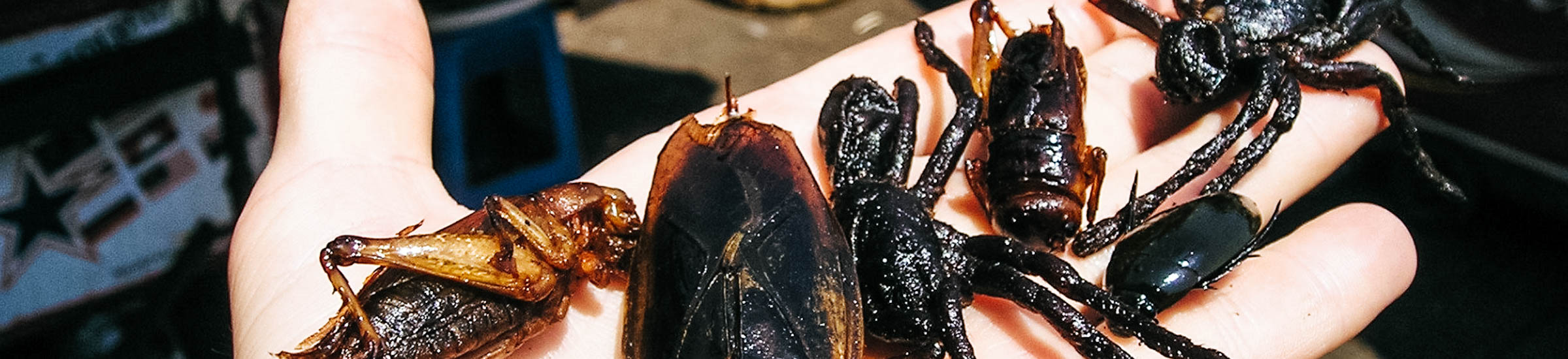 Insekten auf der Hand