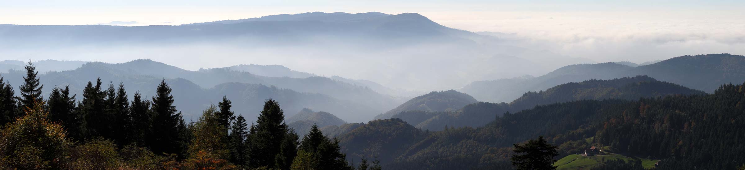 Der dunkle Schwarzwald mit dem Bergpanorama im Hintergrund